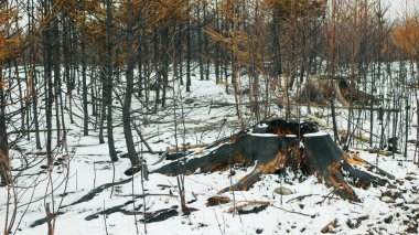 Forest after extreme weather fluctuations fire flamesnow winter frost wild drought dry black earth ground stump vegetation stand green natural disaster burnt down trees Bark beetle shot pest Ips