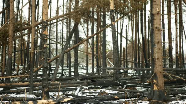 Floresta Após Flutuações Climáticas Extremas Fogo Flamesnow Inverno Geada Seca — Vídeo de Stock