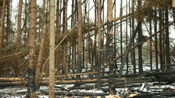 Bosque Después Las Fluctuaciones Climáticas Extremas Fuego Flamesnow Invierno Heladas — Vídeo de stock