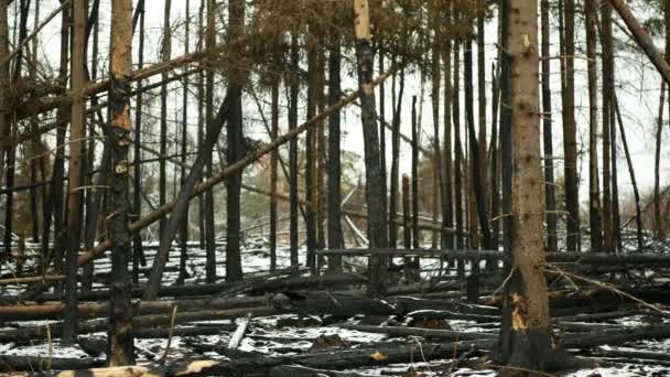 Floresta Após Flutuações Climáticas Extremas Fogo Flamesnow Inverno Geada Seca — Vídeo de Stock