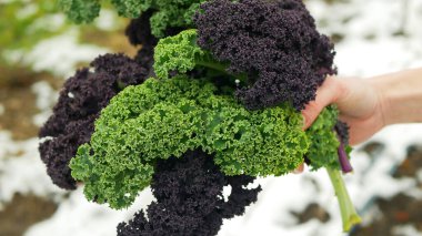 Farm winter leaf curly kale green red roja market closeup farmer hand Russian cabbage harvesting plant leaves bio fresh organic plantation harvest vegetables garden farming ripe Brassica oleracea