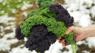 Farm winter leaf curly kale green red roja market closeup farmer hand Russian cabbage harvesting plant leaves bio fresh organic plantation harvest vegetables garden farming ripe Brassica oleracea