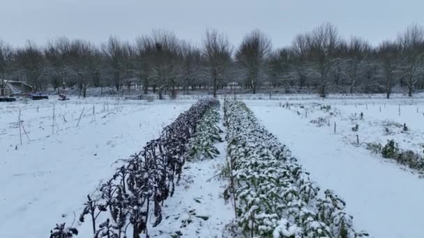 Fazenda Inverno Folha Encaracolado Repolho Couve Drone Aéreo Colheita Planta — Vídeo de Stock
