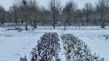 Farm winter leaf curly cabbage kale drone aerial harvesting plant leaves bio organic plantation harvest vegetables Brassica oleracea sabellica cultivars grown green, purple, red bush, Italian form