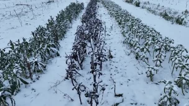 Farm Winter Leaf Curly Cabbage Kale Drone Aerial Harvesting Plant — Wideo stockowe