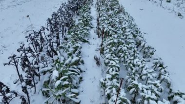 Farm winter leaf curly cabbage kale drone aerial harvesting plant leaves bio organic plantation harvest vegetables Brassica oleracea sabellica cultivars grown green, purple, red bush, Italian form