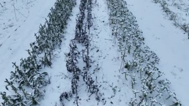 Farm winter leaf curly cabbage kale drone aerial harvesting plant leaves bio organic plantation harvest vegetables Brassica oleracea sabellica cultivars grown green, purple, red bush, Italian form
