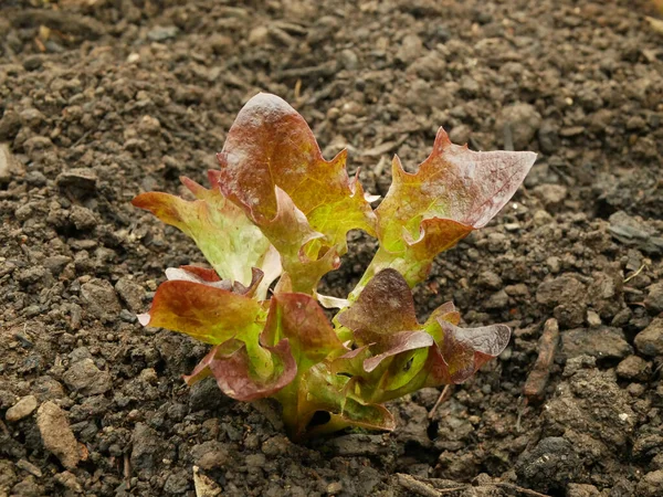苗レタスオークリーフバイオ赤ラチュカサティバ野菜若い植え付けオークの葉緑の詳細温室箔フィールドルート作物農業ガーデンサラダ成長ヨーロッパのひょうたん新鮮な野菜を閉じる — ストック写真