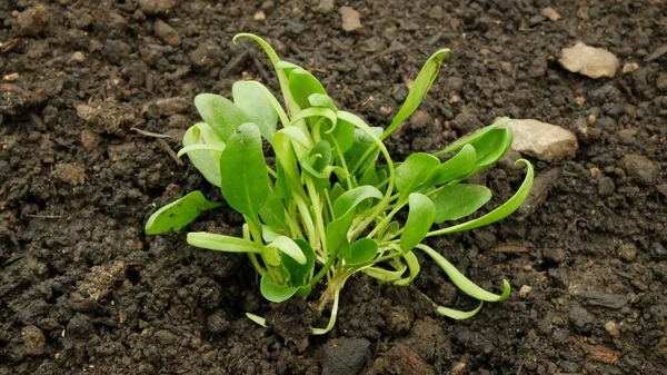Seedlings spinach Spinacia oleracea young planting bio detail greenhouse foil field root soil crop farm farming garden growing Europe fresh vegetables close-up, humus after rain mud wetting, village