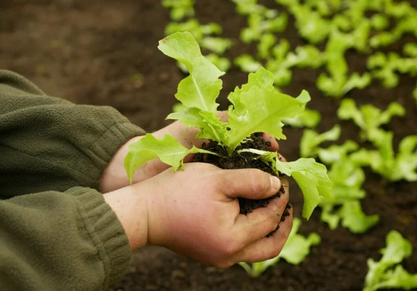 Seedlings Lettuce Oakleaf Hand Soil Palms Close Wearing Bio Green — Stock Photo, Image