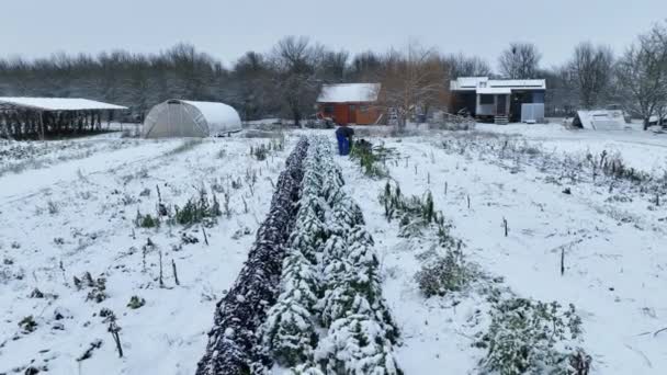 Farm Winter Leaf Curly Cabbage Kale Flowing Plant 바이오 유기농 — 비디오