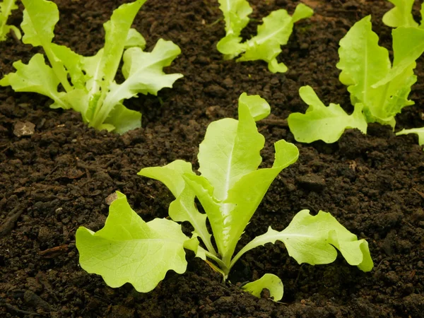 Sadzonki Sałata Dębowa Bio Zielony Lactuca Sativa Warzywa Młode Sadzenie — Zdjęcie stockowe