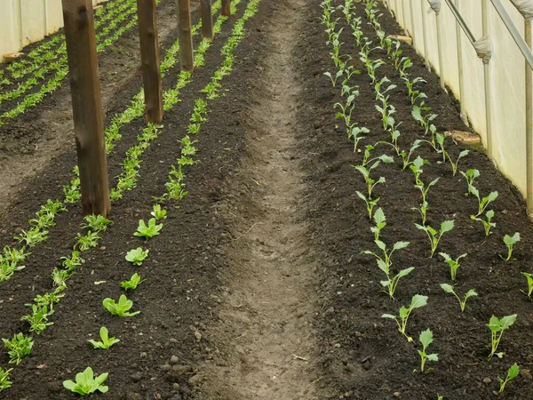 Seedlings Kohlrabi Lettuce Spinach Young Planting Tuber Bio Detail Greenhouse — Stock Photo, Image