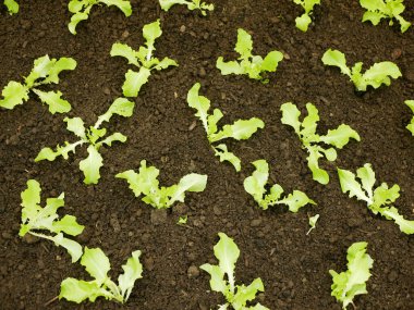 Tohumlar marul yaprağı biyolojisi yeşil Lactuca sativa sebzeler taze meşe yaprağı yeşili detaylar sera yeşili tarla kökü ekili tarım çiftliği salatası Avrupa sukabağı taze sebzeler