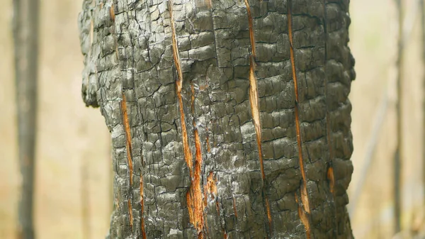 Wald Nach Feuer Flamme Wilde Trockenheit Trockene Schwarze Erde Bodenvegetation — Stockfoto