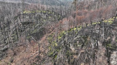 Orman, yangın sonrası insansız hava aracı videosu kurak kara toprak bitkileri yeşil doğal afet ağaçları yaktı ağaç kabuğu böceği Ips tipografisini vurdu ölü, ladin ve bast ağacı