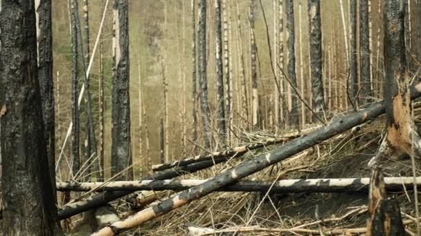 Леса После Пожара Пламя Дикой Засухи Сухой Черноземной Почвы Растительность — стоковое видео