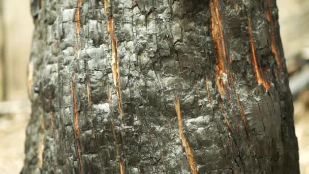 숲마른 식물이서 딱정벌레가 해로운 Ips Typographus 껍질을 가문비나무 Bast — 비디오