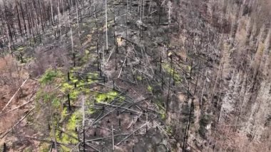 Orman yangını üstüne yangın, insansız hava aracı videosu, kuraklık, kara toprak, toprak, bitki örtüsü, yeşil doğal afet, ağaçlar, ağaç kabuğu, böcek, tipografi, ölü ladin, ladin ve bast ağacı.
