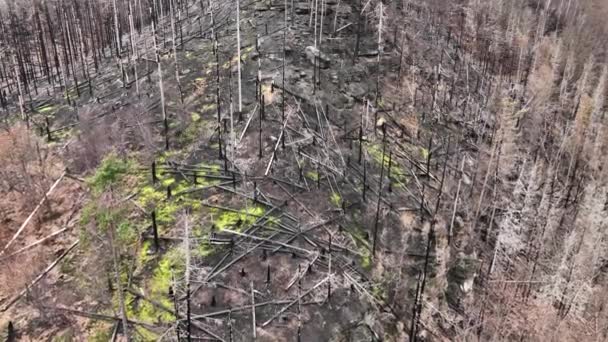 Лесной Пожар После Пожара Беспилотник Воздушное Видео Дикая Засуха Сухая — стоковое видео