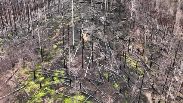 Waldbrand Nach Flammendrohne Luftbild Wilde Trockenheit Trockene Schwarze Erde Bodenvegetation — Stockvideo