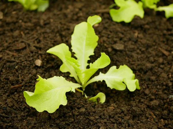 Mudas Alface Carvalho Folha Bio Verde Lactuca Sativa Legumes Jovem — Fotografia de Stock