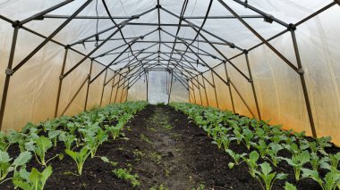 Kohlrabi fideleri genç ekilen tüber biyolojik detay sera folyo tarlası marul ıspanak kökü tarla kökü şalgam Alman beyaz tarla çiftliği hasat bahçesi sapı organik Brassica oleracea var