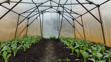 Kohlrabi fideleri genç, insansız hava araçları yetiştiriyor sera havası biyolojik detayı, folyo tarlası, marul, ıspanak, toprak kökü, şalgam, Alman beyaz çiftlik çiftliği, organik Brassica yapraklarıyla ekili bahçe kökü.
