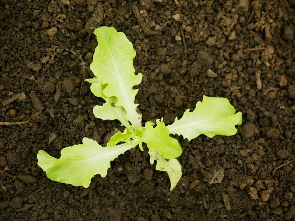 Plántulas Lechuga Hoja Roble Bio Verde Lactuca Sativa Verduras Jóvenes — Foto de Stock