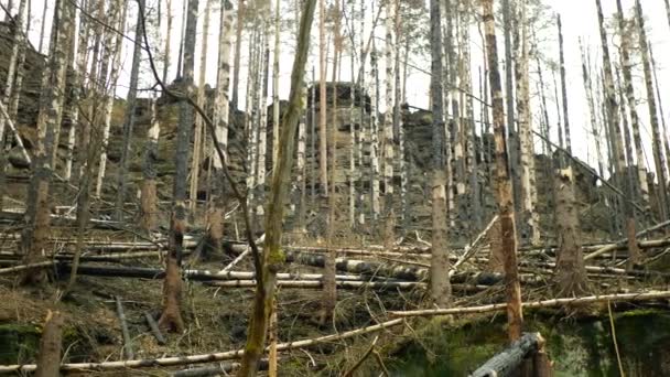 Wald Nach Feuer Flamme Wilde Trockenheit Trockene Schwarze Erde Bodenvegetation — Stockvideo