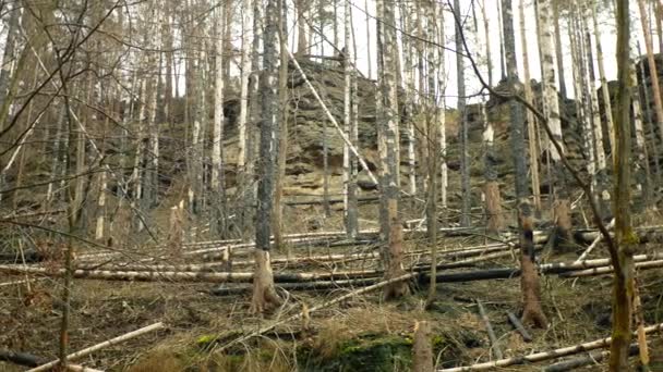 Skog Efter Brand Lågan Vild Torka Torr Svart Jord Vegetation — Stockvideo