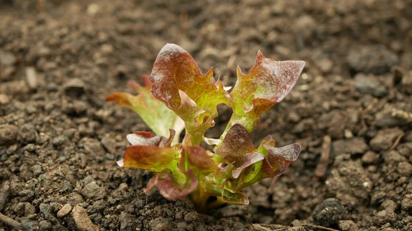 Sadzonki Sałata Dąb Bio Czerwony Lactuca Sativa Warzywa Młode Sadzenie — Zdjęcie stockowe