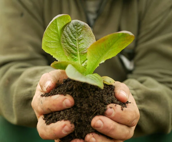 Seedlings Lettuce Leaves Butterhead Hand Soil Palms Close Wearing Bio — Stock Photo, Image