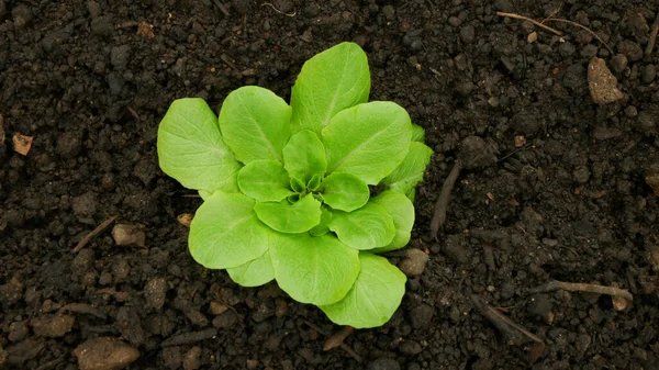 苗レタスバターヘッドバイオグリーンLactuca Sativa Capata野菜若い植えオークの葉緑の詳細温室箔フィールドルート作物農業ガーデンサラダ成長ヨーロッパのひょうたん新鮮な — ストック写真