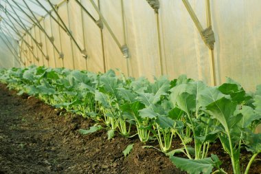 Kohlrabi fideleri genç ekilen tüber biyolojik detay sera folyo tarlası marul ıspanak kökü tarla kökü şalgam Alman beyaz tarla çiftliği hasat bahçesi sapı organik Brassica oleracea var