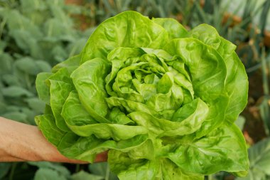 Lettuce butterhead bio green harvest farmer farming greenhouse folio and agricultural farm garden corrugated harvesting leaf red Lactuca sativa food Verona natural plant leaves bio greenhouse organic clipart