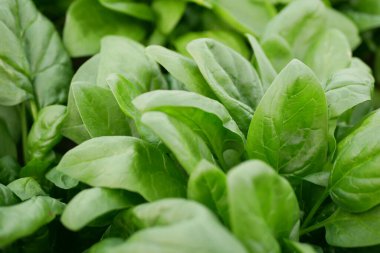 Ispanak taze hasadı Spinacia oleracea tarla bitkilerinde taze fidanlar yetiştiriyor. Genç yapraklar sıra sıra yeşil yapraklar. Hava aracı, tarım Çek biyolojik organiği yakın plan.