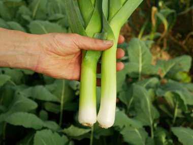 Field leaf green leek hand farmer crops white, farm farming garden leaves bio organic Allium ampeloprasum var. porrum leke large fresh lek plantation headed fruits vegetables biennial plant grown stem