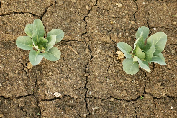 가뭄에 양배추 자라는 채소와 토양이 갈라지고 미농지 식물의 — 스톡 사진