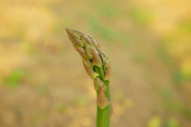 Kuşkonmaz biyo-yeşil hasat asparagus officinalis çiftçilik sera yaprağı çiftçiliği ve tarım tarım çiftlik bahçesi hasadı yaprak besinleri doğal bitki biyolojik sera organik tarlaları bırakır