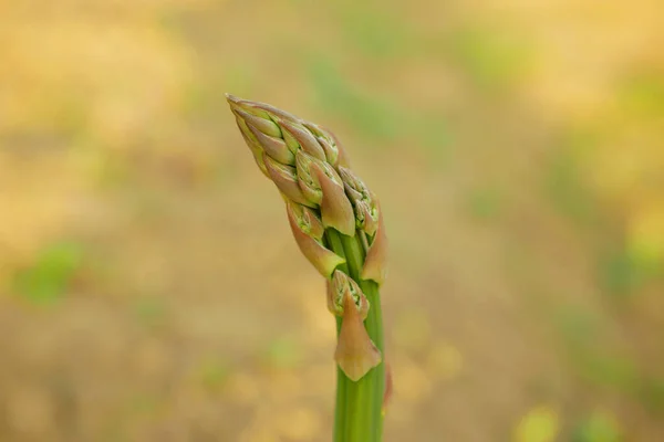 Asparagus Bio Green Harvest Asparagus Officinalis Farmer Farming Greenhouse Folio — Stock Photo, Image