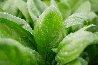 Ispanak taze hasadı Spinacia oleracea sıraları taze tohumlar yetiştiren tarla bitkisi damla çiy. Genç yapraklar sıra sıra yeşil yapraklar. Hava aracı, tarım Çek biyolojik organik kapatma.