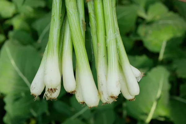 Cipolla Raccolto Primavera Sibies Scalogno Gambo Gambo Mano Allium Cepa — Foto Stock