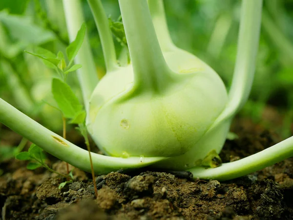 stock image Kohlrabi harvest planting tuber bio detail greenhouse foil field land root crop turnip German white farm farming harvest garden harvesting stem with leaves organic Brassica oleracea var. gongylodes