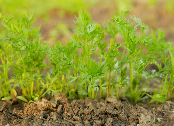 Carrot Garden Daucus Carota Sativus Root Ground Bio Green Harvest — Stock Photo, Image