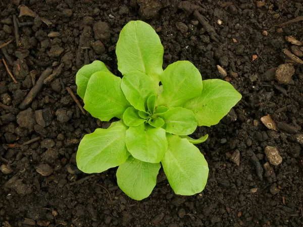 Mudas Lactuca Sativa Alface Butterhead Bio Green Lactuca Sativa Capitata — Fotografia de Stock