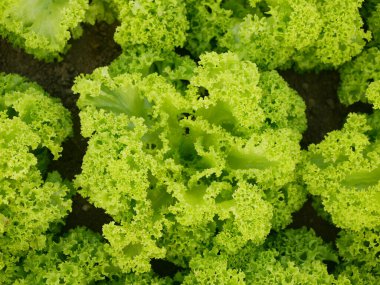 Lollo Rosso yeşil marul çiftliği taze biyo kıvırcık Lactuca sativa hasat çiftçisi taze büyüme biyolojisi sebze kökü sapı kalın çiftçilik sebze ekolojisi bahçesi, organik