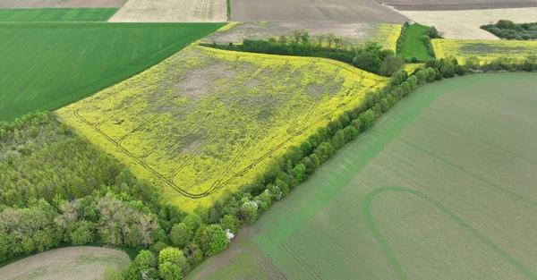 Campos Comunes Microtus Arvalis Oilseed Disaster Extremely Attacked Rape Brassica —  Fotos de Stock