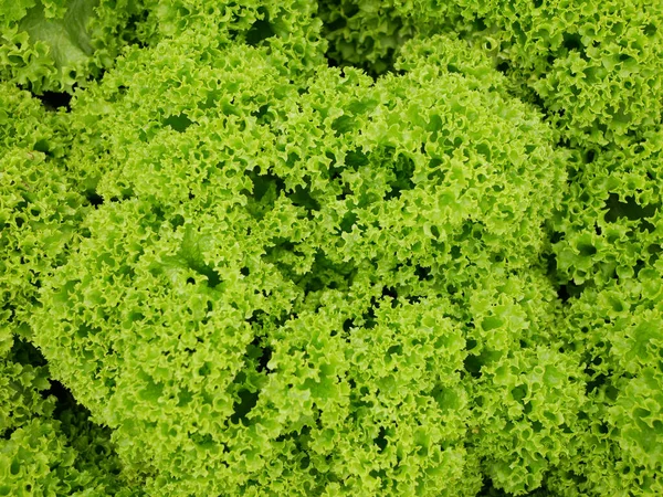 Lollo Rosso Zelený Salát Farma Čerstvé Bio Kudrnaté Lactuca Sativa — Stock fotografie