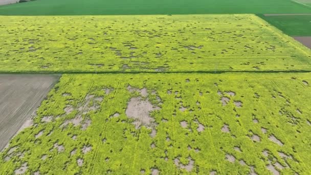 Tarla Faresi Mikrotus Arvalis Yağ Tohumu Felaketi Tecavüze Uğradı Brassica — Stok video